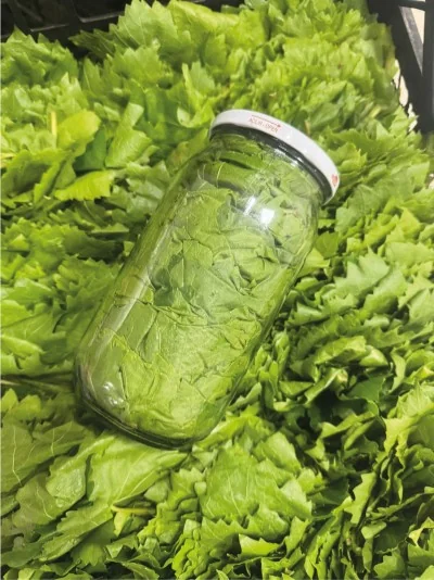 Kuru Basım Asma Yaprak 1'lik Kavanoz