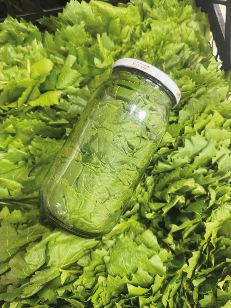 Kuru Basım Asma Yaprak 1'lik Kavanoz