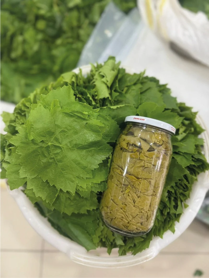 Kuru Basım Asma Yaprak 1'lik Kavanoz